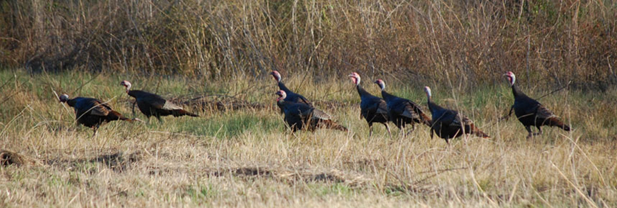 Turkeys2