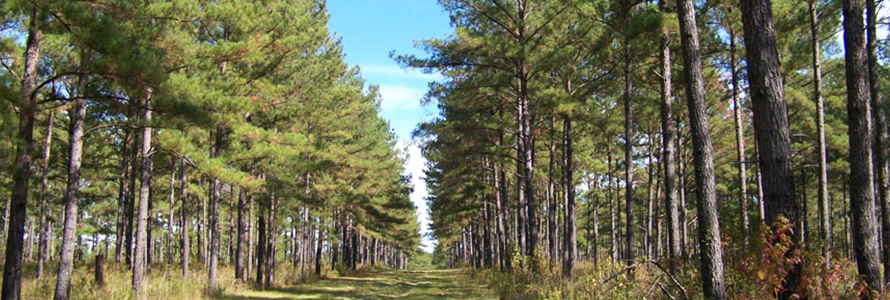 pines