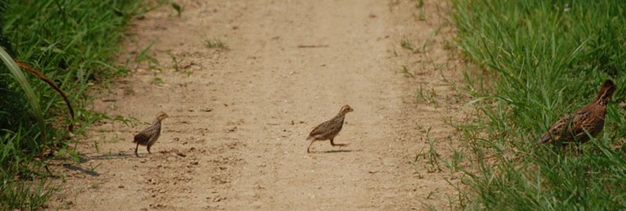 quail